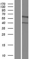 NRG3 Protein (Over-Expression Lysate Myc-DDK (Flag))