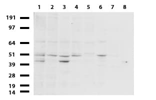 ERG Antibody (clone UMAB77)