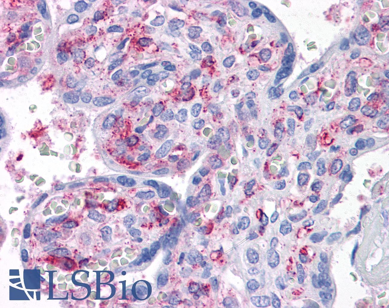 IHC-plus™ CAB39L Antibody (clone 3B11-1A4)