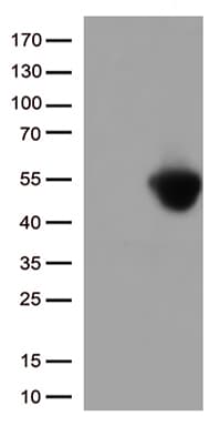 CD274 / B7-H1 / PD-L1 Antibody (clone OTI4G4, Carrier-free)