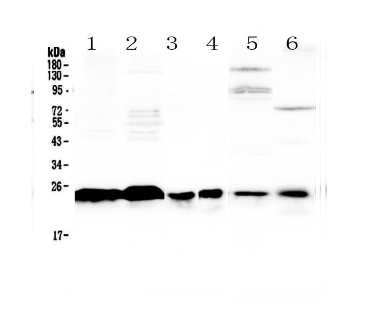 MED18 Antibody