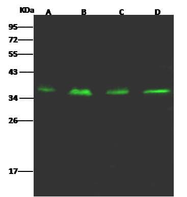 CRELD1 Antibody (Preservative Free)