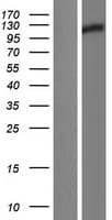 Human GLDC Protein (Over-Expression Lysate Myc-DDK (Flag))