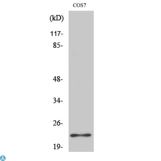 BAD Antibody