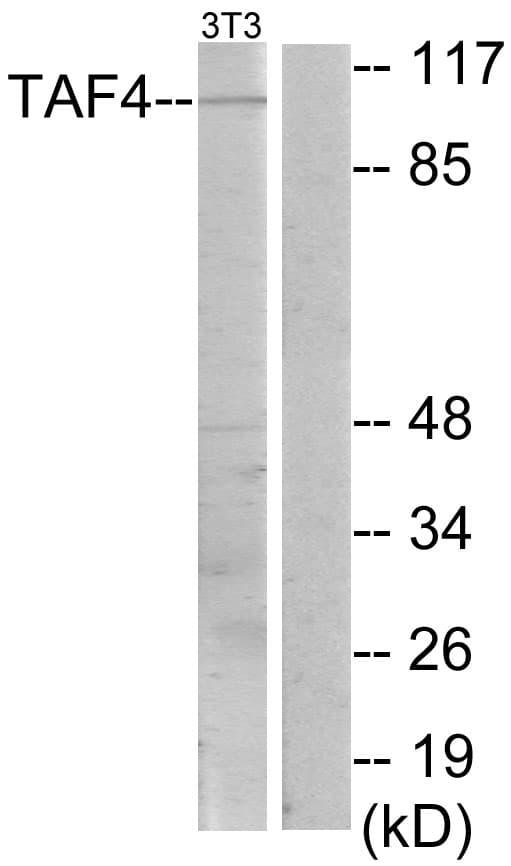 TAF4 Antibody (C-Terminus)