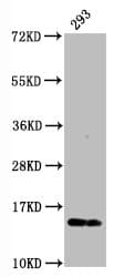 Recombinant Monoclonal Rabbit anti-Human H2AFX / H2AX Antibody (WB)