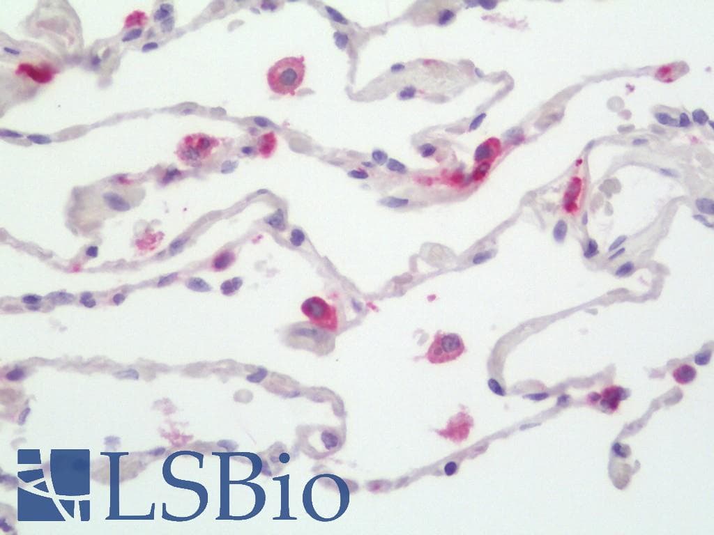 HLA-DPB1 Antibody (FITC)