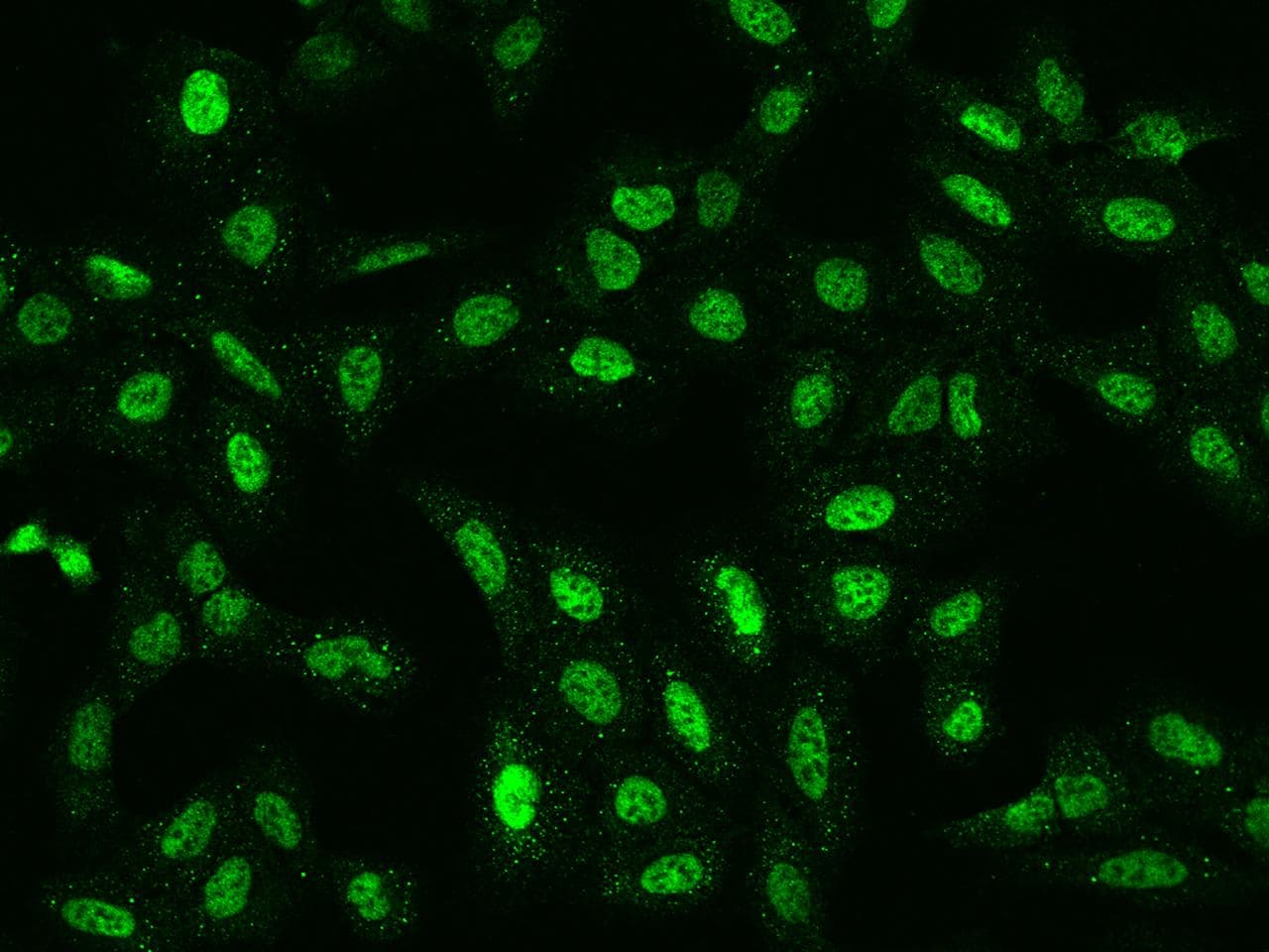 C2orf49 Antibody