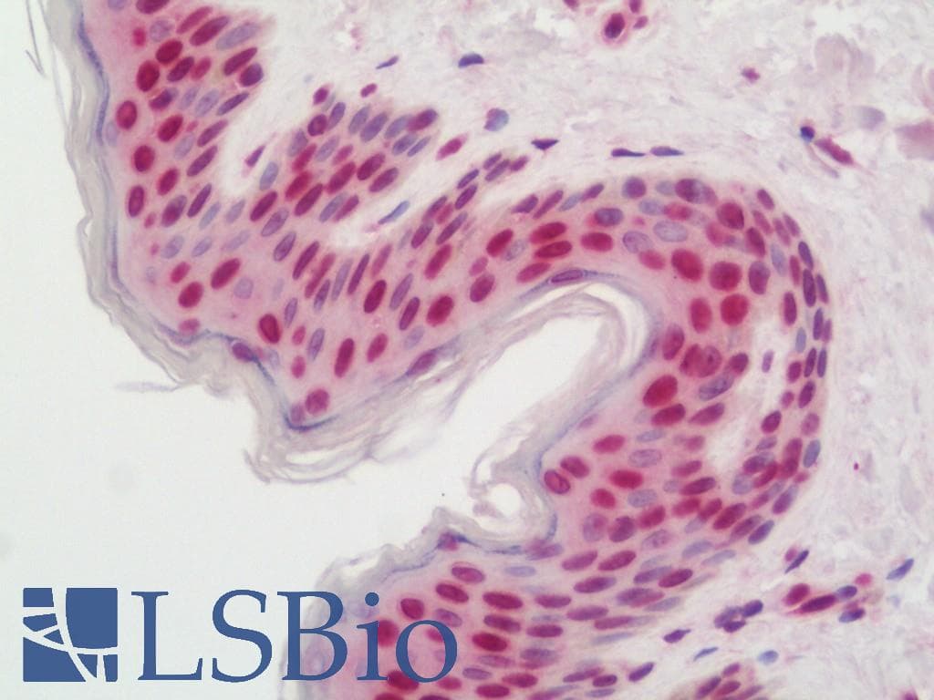 IHC-plus™ SRF / Serum Response Factor Antibody (aa41-90)