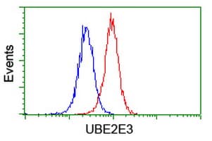 UBE2E3 Antibody (clone OTI4C8)
