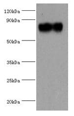 SYTL4 / Granuphilin Antibody (aa50-280)