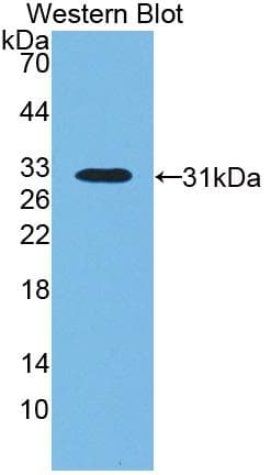LBP Antibody (aa27-481)