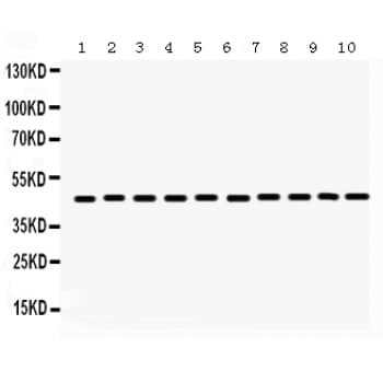 FLOT2 / Flotillin 2 Antibody (aa169-344)