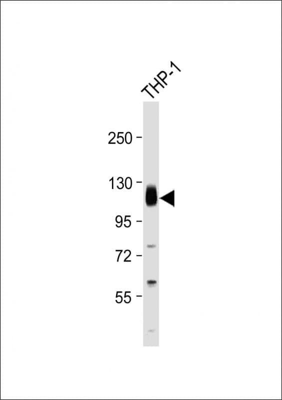 THBD / CD141 / Thrombomodulin Antibody (C-Terminus)