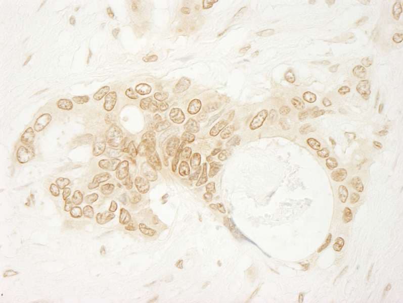 ARHGEF16 Antibody (aa175-225)