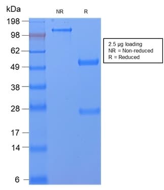 CD59 Antibody (clone MACIF/2867R, Azide-free, Carrier-free)