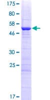 Human PNO1 Protein (Recombinant GST)