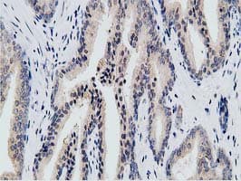 KCTD14 Antibody (clone OTI1D11)