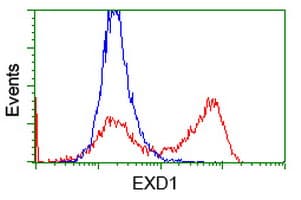 Monoclonal Mouse anti-Human EXD1 Antibody (clone OTI5H1, WB)