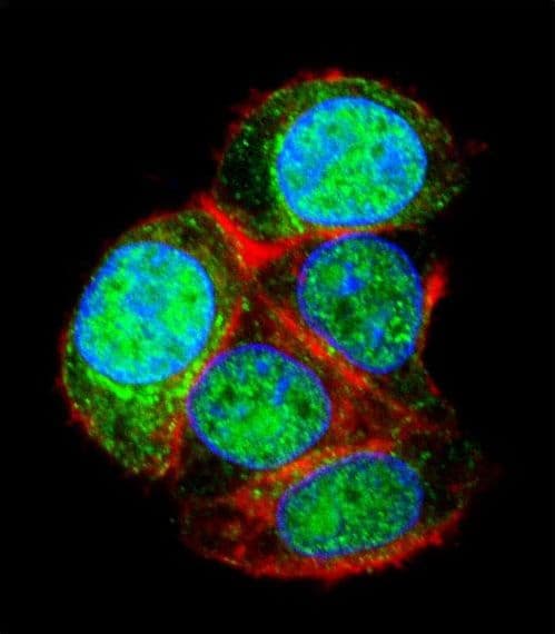 Polyclonal Rabbit anti-Human LRTM2 Antibody (aa339-367, IHC, IF, WB)