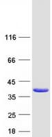 Human TP53I3 / PIG3 Protein (Recombinant Myc-DDK (Flag))
