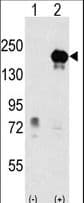 EHMT1 Antibody (aa367-396)