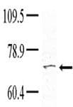 TNK1 Antibody (aa256-286)