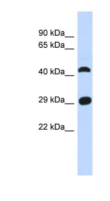 Polyclonal Rabbit anti-Human C4orf22 Antibody (aa35-84, WB)