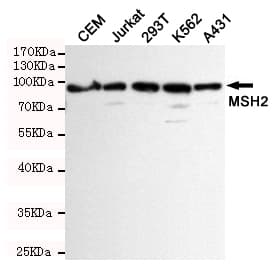 MSH2 Antibody