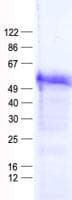 Human ZNF669 Protein (Recombinant His, N-Terminal)