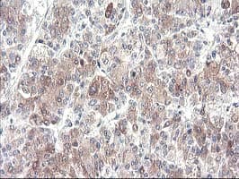 CYP2J2 Antibody (clone OTI5C5)