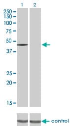 Monoclonal Mouse anti-Human c-Src Kinase / CSK Antibody (clone 3A3, WB)