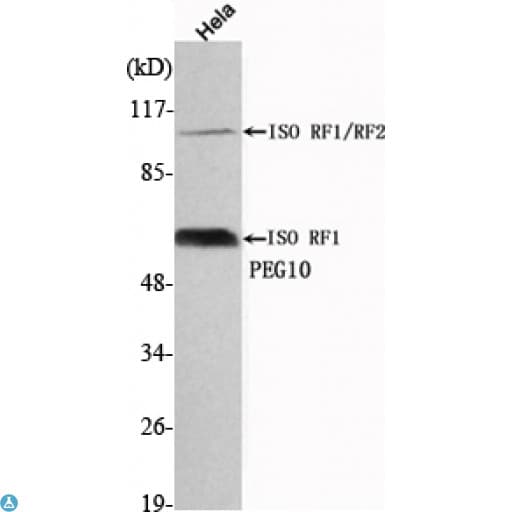 EDR / PEG10 Antibody