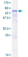 Human AP3M2 Protein (Recombinant GST)