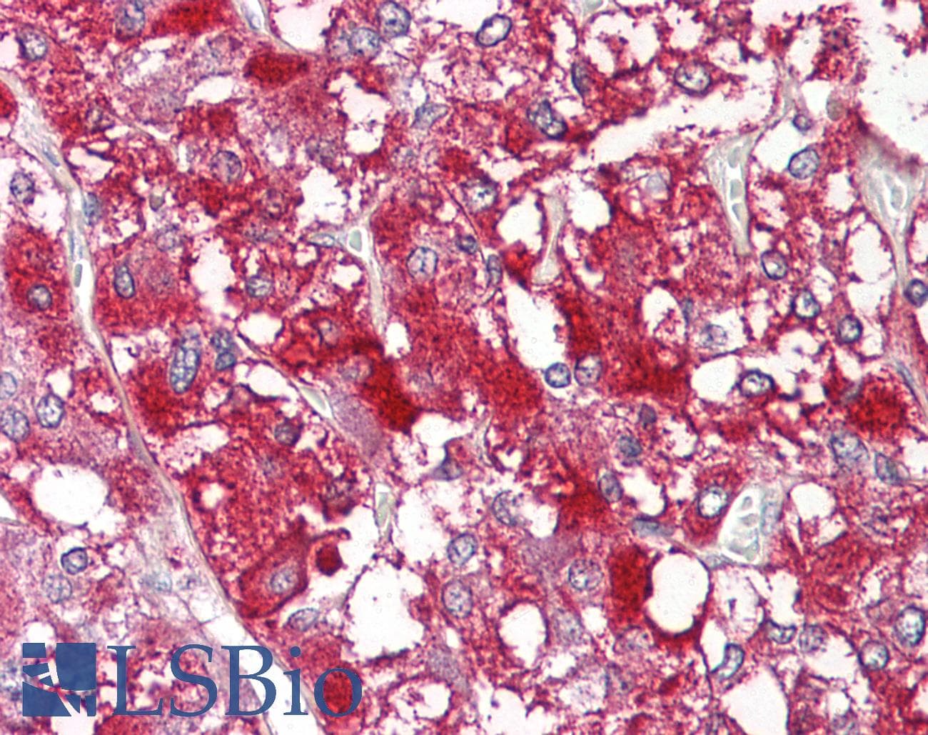 MYCBP Antibody (C-Terminus)