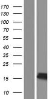 NENF / Neudesin Protein (Over-Expression Lysate Myc-DDK (Flag))