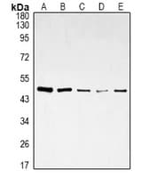 DDX39B / UAP56 Antibody