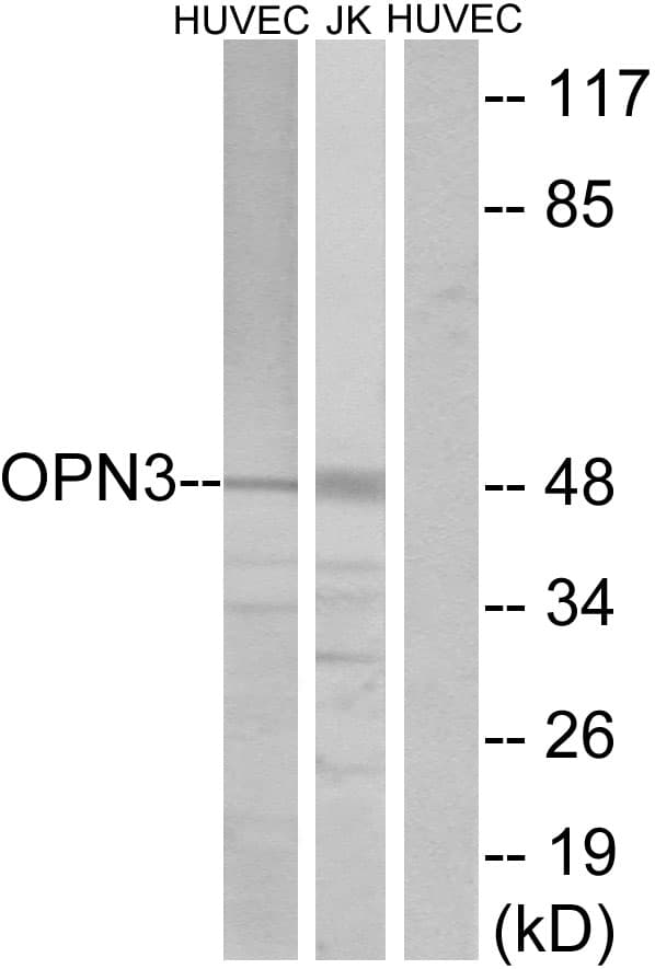 Polyclonal Rabbit anti-Human Encephalopsin / OPN3 Antibody (aa161-210, WB)