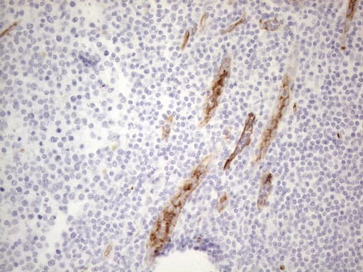 CD34 Antibody (aa312-385, clone OTI10C8)