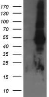 TAPBPL / TAPBPR Antibody (clone OTI4H5)