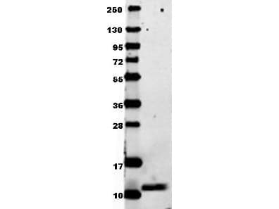 CCL3 / MIP-1-Alpha Antibody