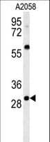 Polyclonal Rabbit anti-Human GSTO2 Antibody (aa82-110, IF, WB)