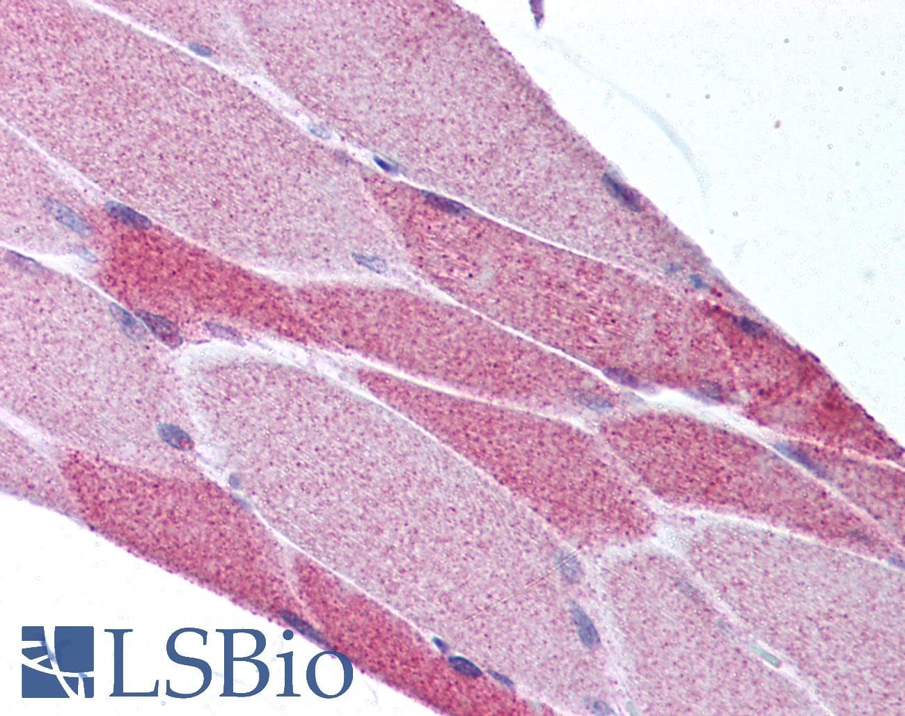 ARNTL / BMAL1 Antibody (C-Terminus, DY488)