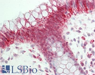 IHC-plus™ CCNH / Cyclin H Antibody (aa262-311)