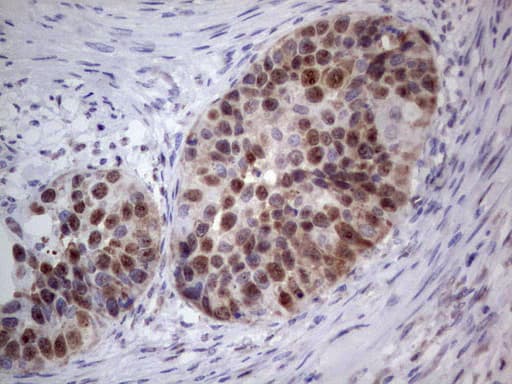 PCNA Antibody (clone OTI13G4)