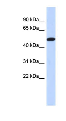Polyclonal Rabbit anti-Human TRIML2 Antibody (C-Terminus, WB)