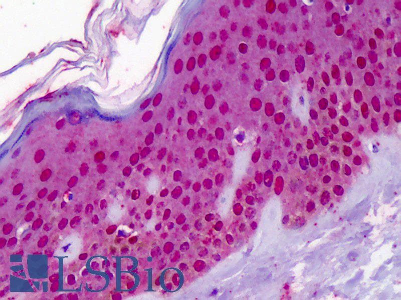 IHC-plus™ RREB1 Antibody (aa560-609)