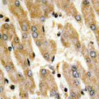 FN1 / Fibronectin Antibody (C-Terminus)