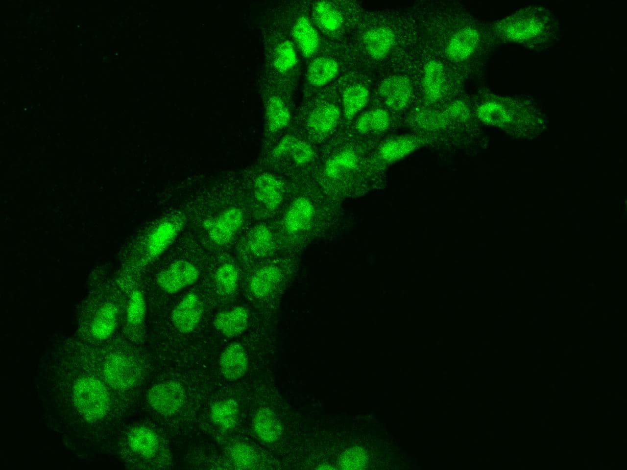 Polyclonal Rabbit anti-Human INO80E Antibody (IF)