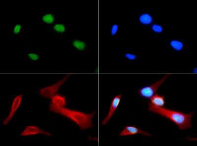 HIST4H4 Antibody (Me-Arg3)